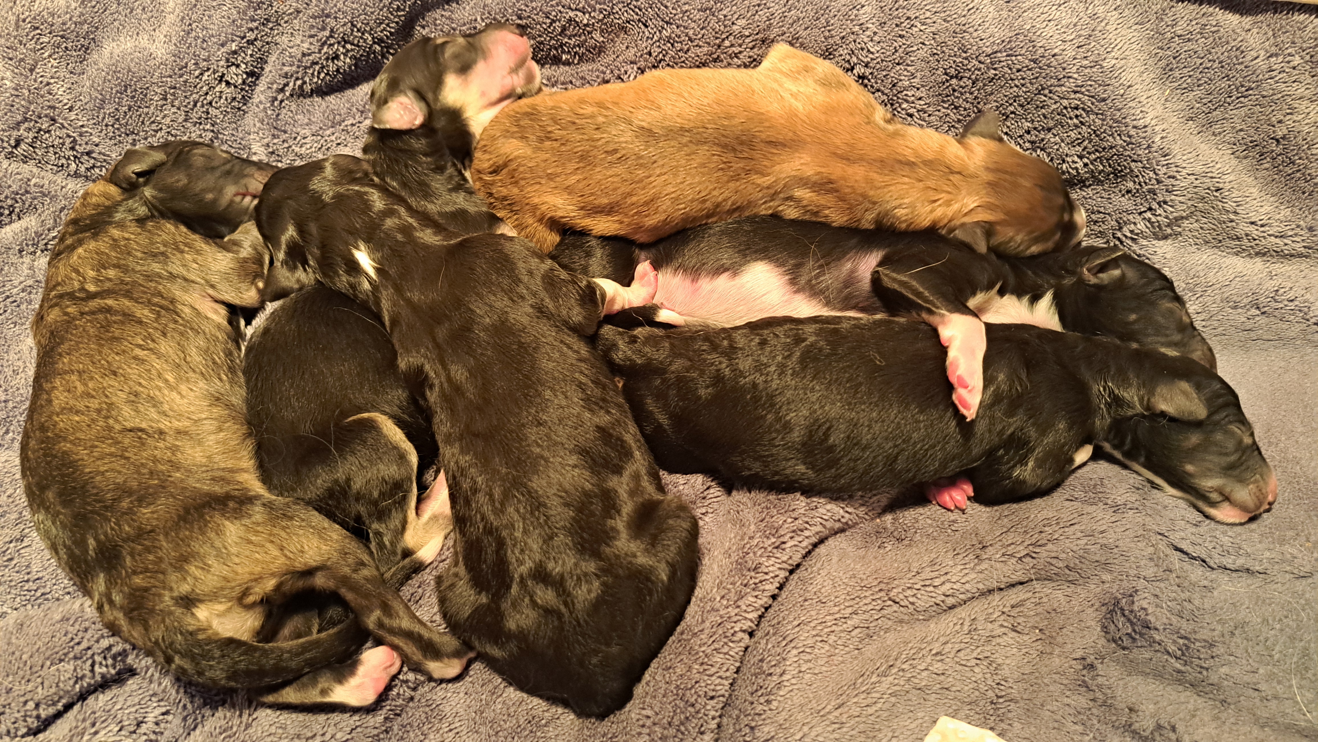 Wonderful puppies Image